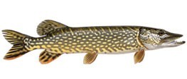 🦈 Sélection Pêche au Carnassier